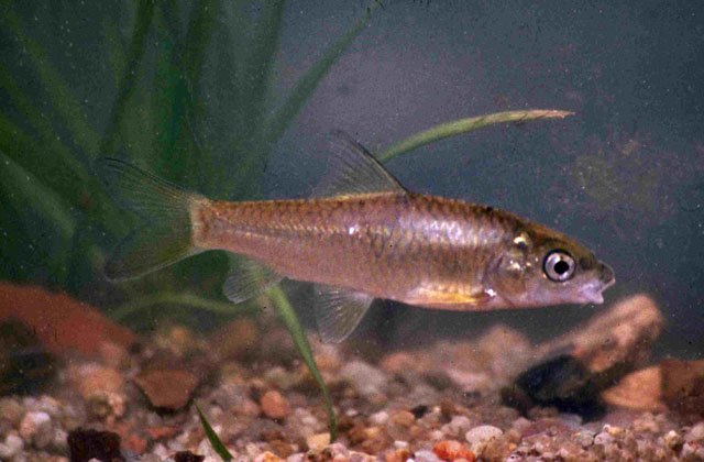 Labeobarbus marequensis (Smith, 1841)